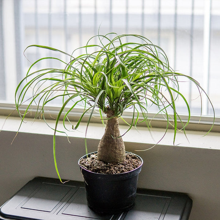 large ponytail palm sale Ponytail Palm Tree - 6 Inch Pot