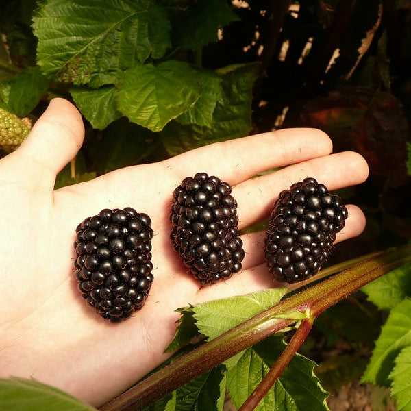 Prime Ark Freedom Blackberry Plants for Sale | Perfect Plants