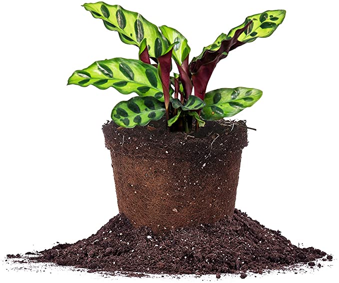 Calathea Rattlesnake for Sale | Buy Calathea Online