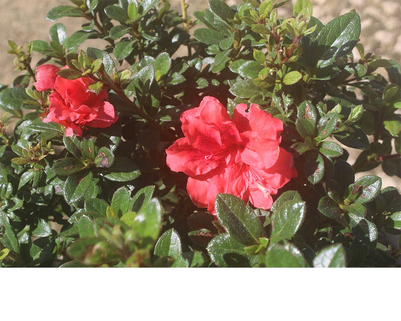 Double Red Ruffle Azalea Shop Red Ruffles Azalea | Red Azaleas for Sale | Perfect Plants