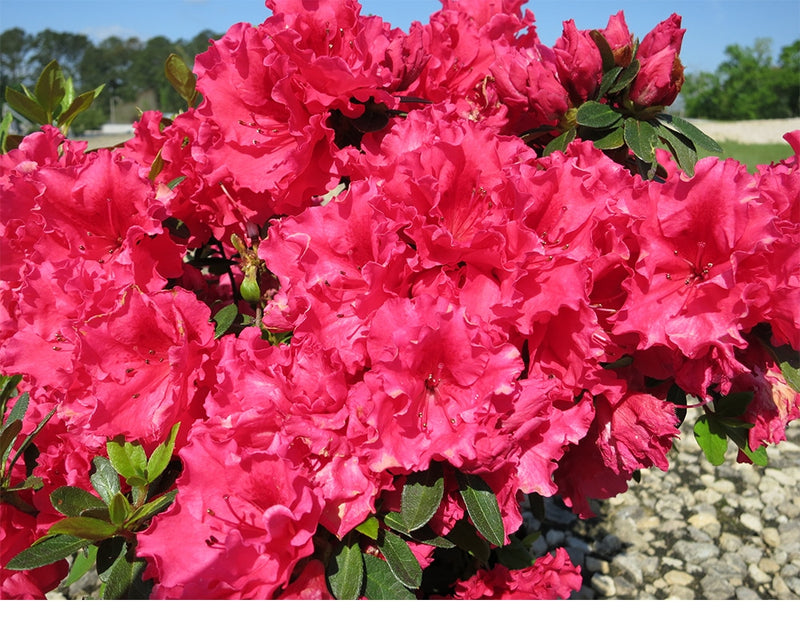 Red Ruffled Flowers Shop Red Ruffles Azalea Shrub | Colorful Blooms | Perfect Plants
