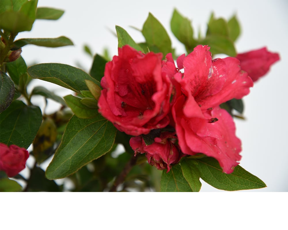 Double Red Ruffle Azalea Shop Red Ruffles Azalea Shrub | Colorful Blooms | Perfect Plants