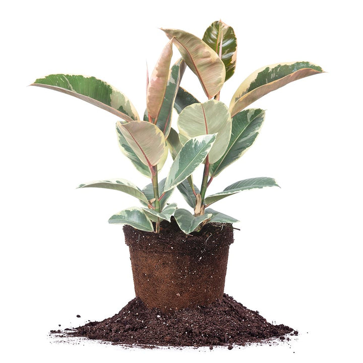 variegated rubber tree for sale Variegated Rubber Plant Ficus Tineke - 6 Inch Pot