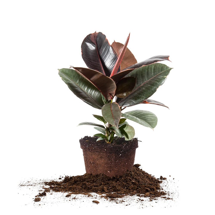 Ficus Elastica 'Red Ruby' - 1 outlet Plant - 2 to 3 Feet Tall - Ship in 6