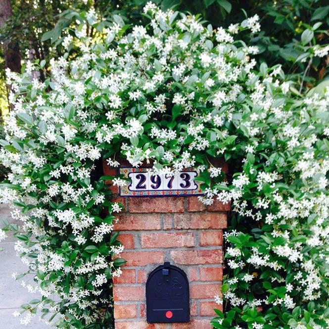 climbing jasmine plant indoor Star Jasmine - 3 Gallon / 4-Pack