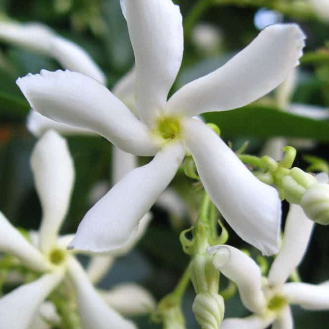 Jasmine Flower 2 Star Live From 4 To 6 Inches Tall, Live
