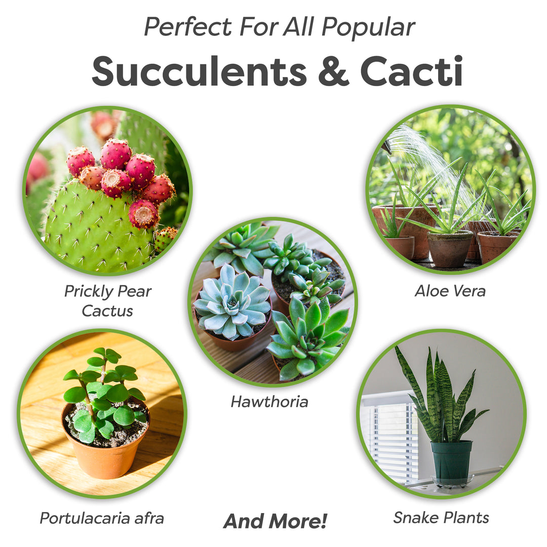 Succulent & Cactus Soil - 4 Quarts