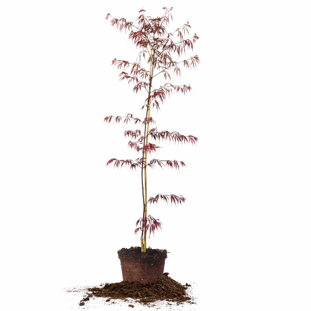 Weeping Tamukeyama Japanese Maple Tree - 1-2 ft