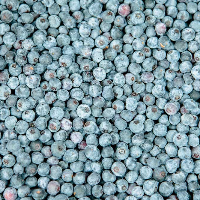 Rabbiteye Blueberry Bush Variety Pack for Best Cross Pollination