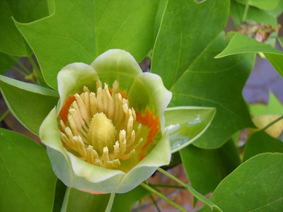 Tulip Poplar Tree