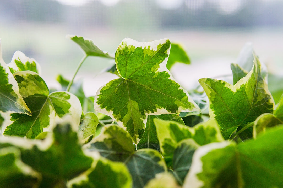 green and white ivy house plant Variegated English Ivy for Sale | Buy Houseplants Online