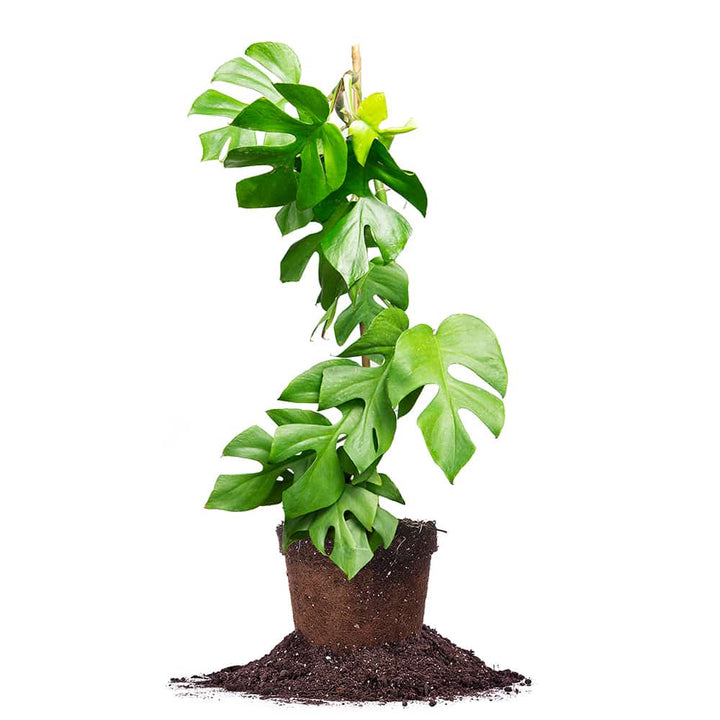 Rhaphidophora Tetrasperma Mini Monstera