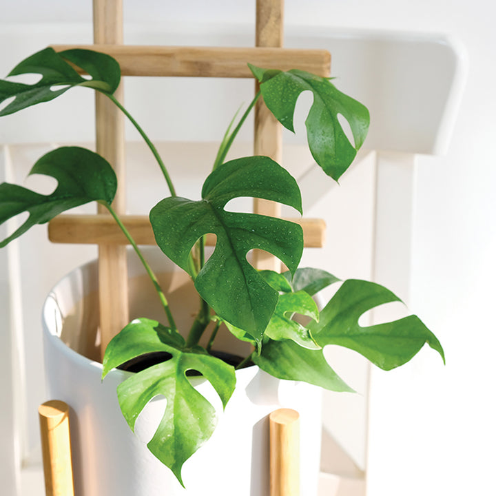 Rhaphidophora Tetrasperma Mini Monstera