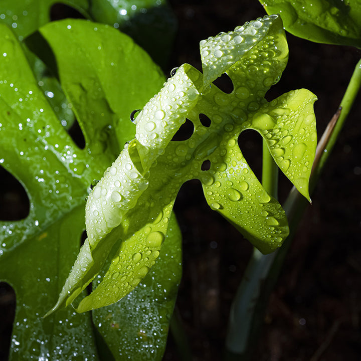 monstera adansonii vs rhaphidophora tetrasperma Rhaphidophora Tetrasperma Mini Monstera