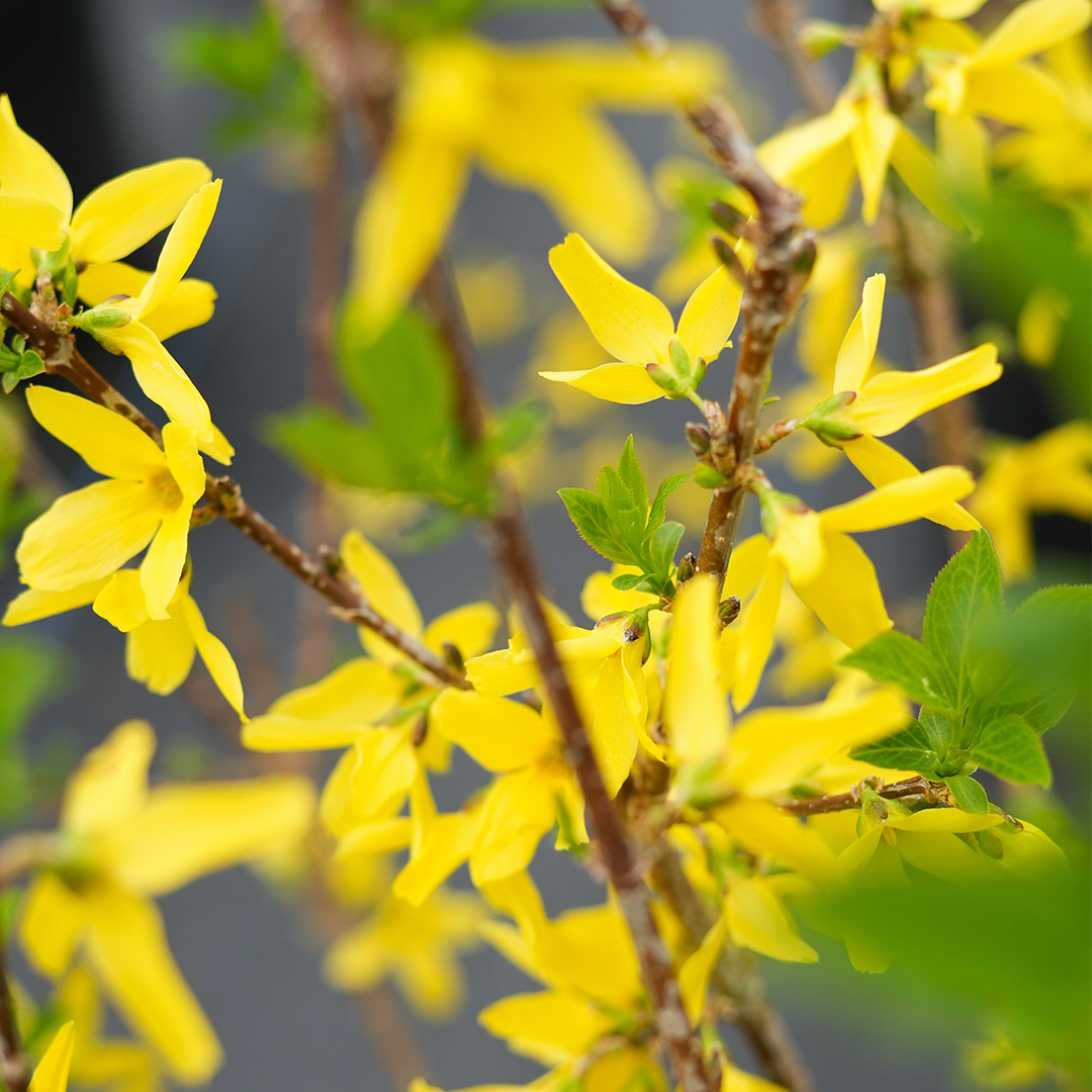 fertilizer for forsythia plants Lynwood Gold Forsythia Shrub - 3 Gallon / Single