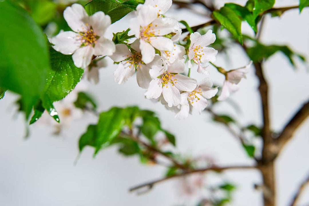 yoshino cherry blossom bonsai tree Yoshino Cherry Tree - 2 Trees (5 Gallon)
