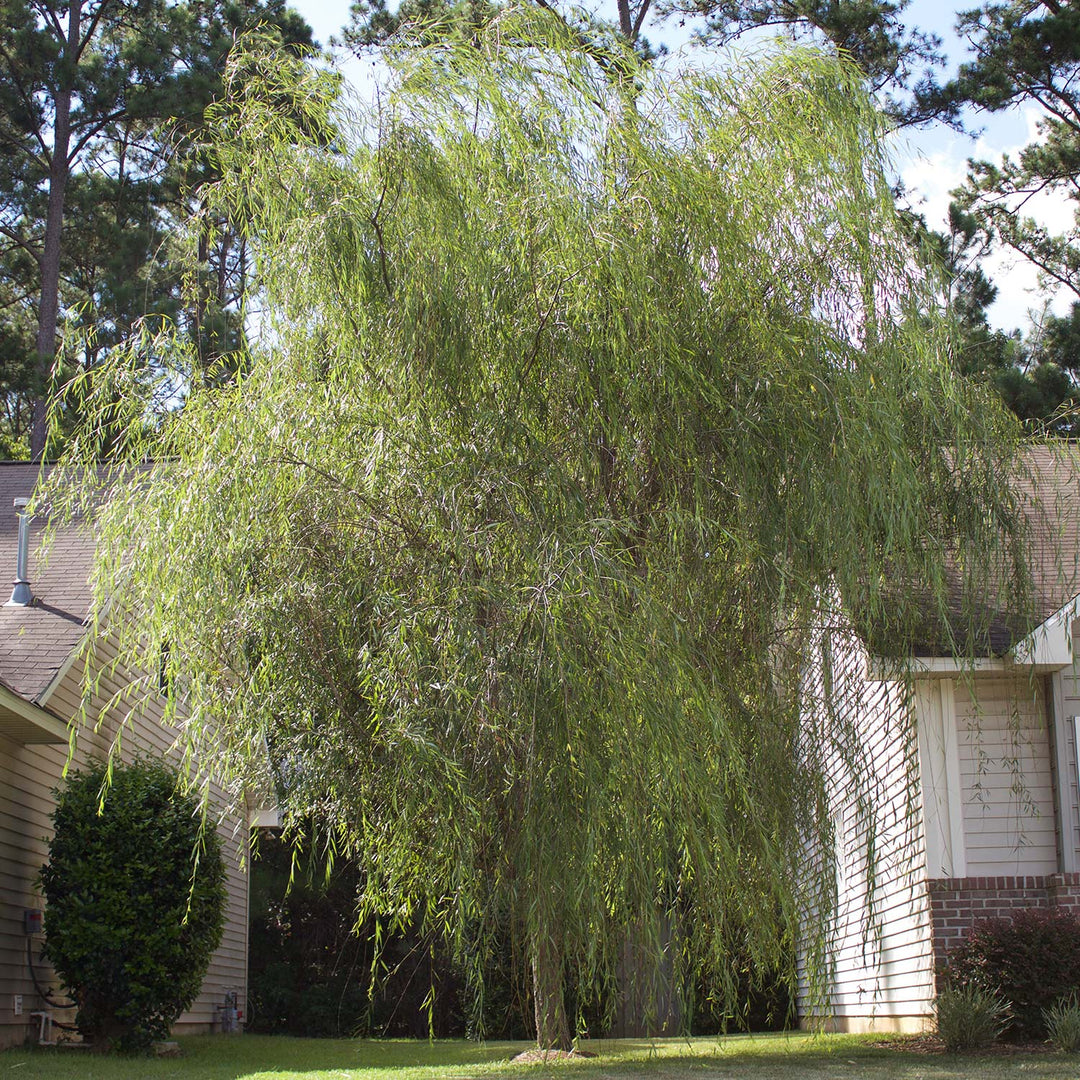 planting willow trees near house Weeping Willow Tree for Sale Online