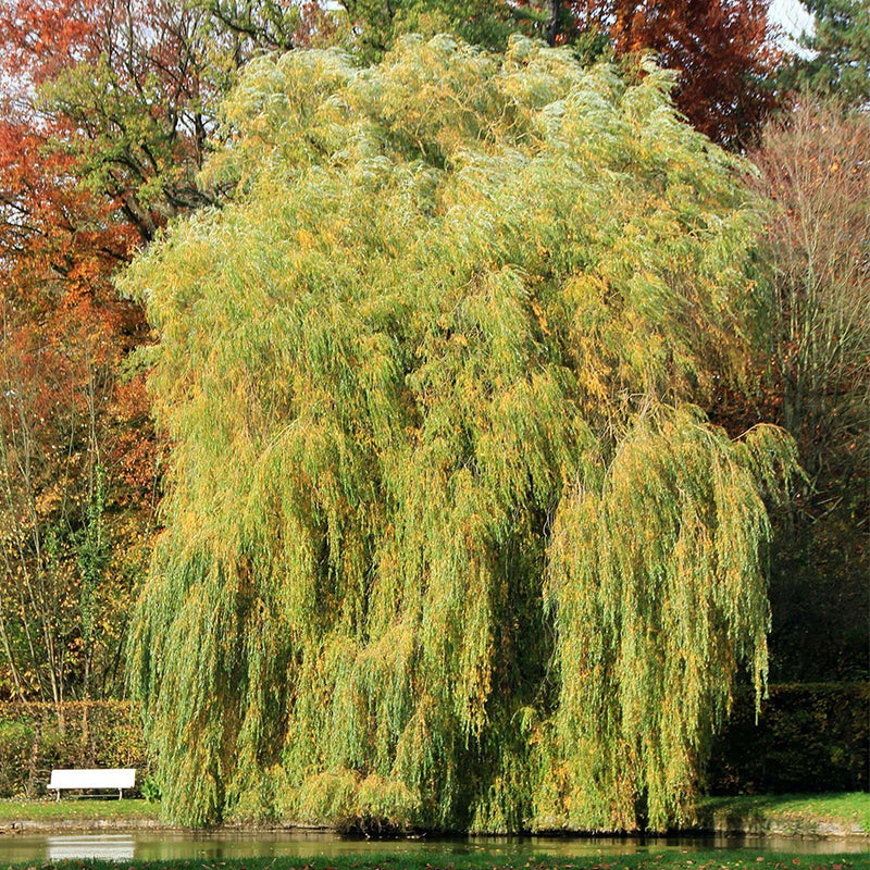 Willow Tree 