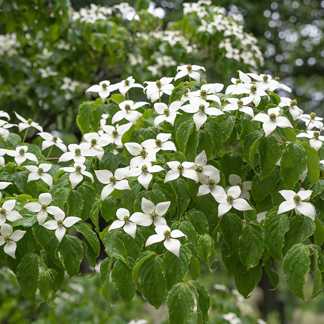 planting kousa dogwood from seed White Kousa Dogwood Tree