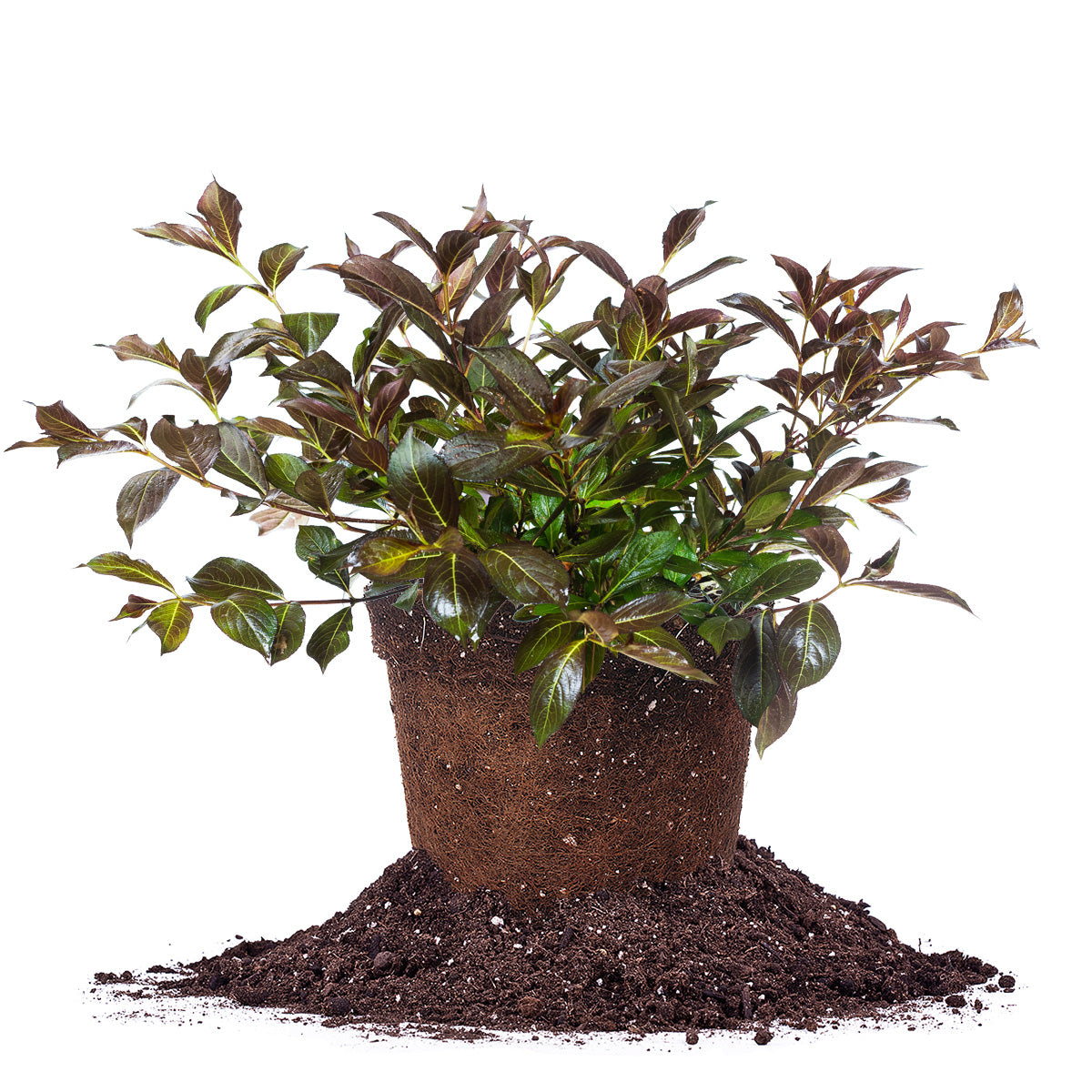 Buy Dwarf Wine and Roses Weigela for Sale Perfect Plants