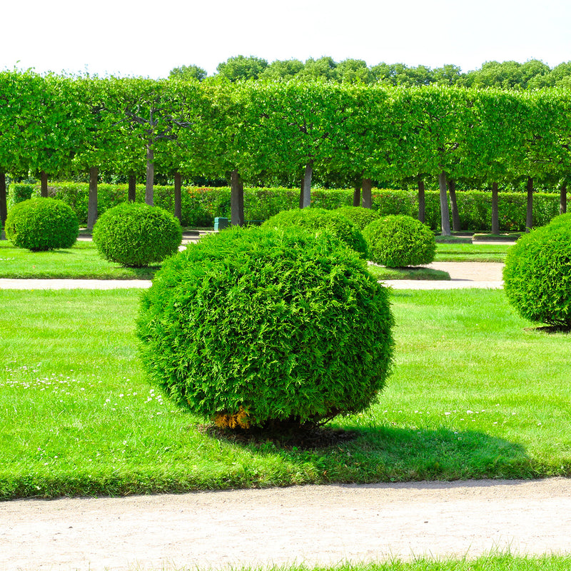 woodward glove arborvitae evergreen shrub