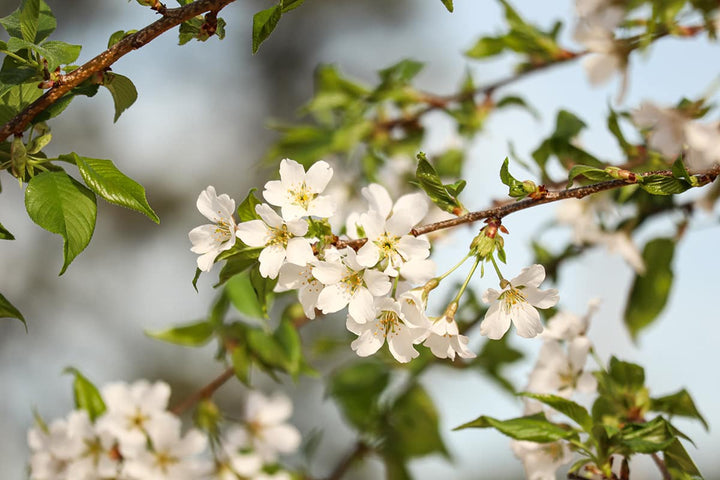 yoshino cherry bonsai tree Shop Yoshino Cherry Tree for Sale | Buy Flowering Trees