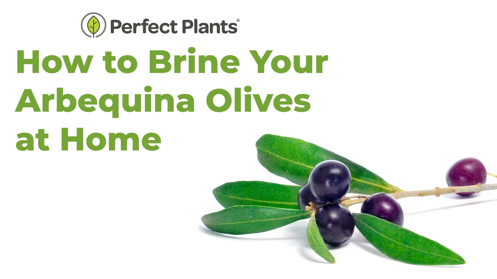How to Brine Your Own Olives