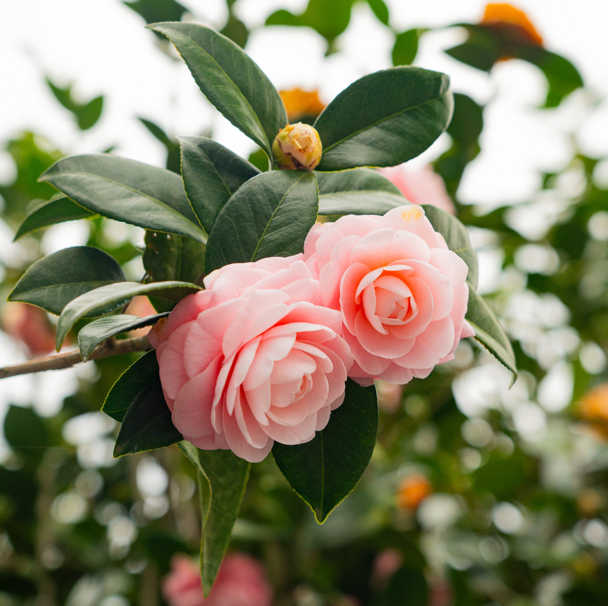 Close up image of Pink Perfection Camellia blooms.