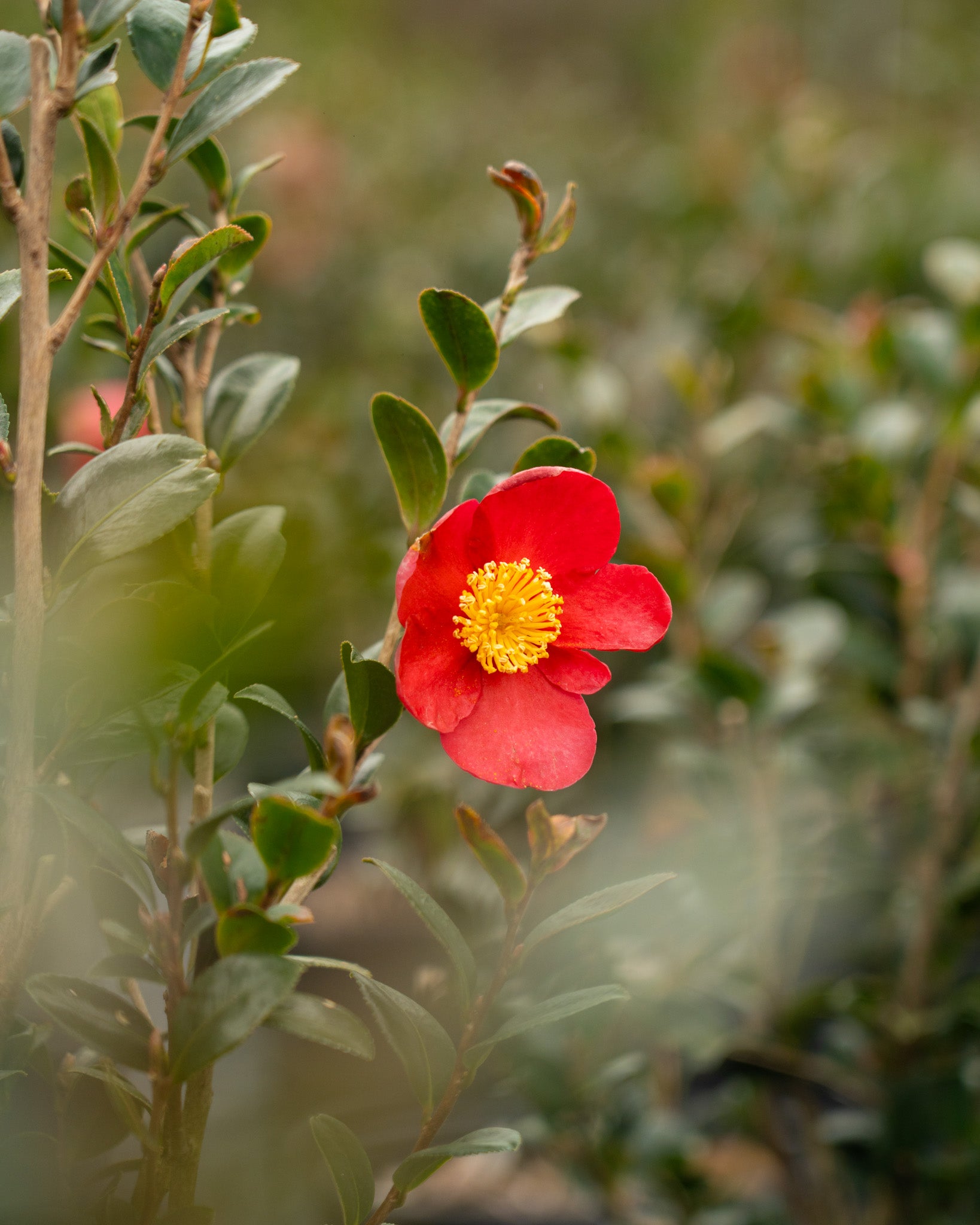 Yuletide Camellia for sale. A Yuletide Camellia grow guide. Camellia grow guide image.