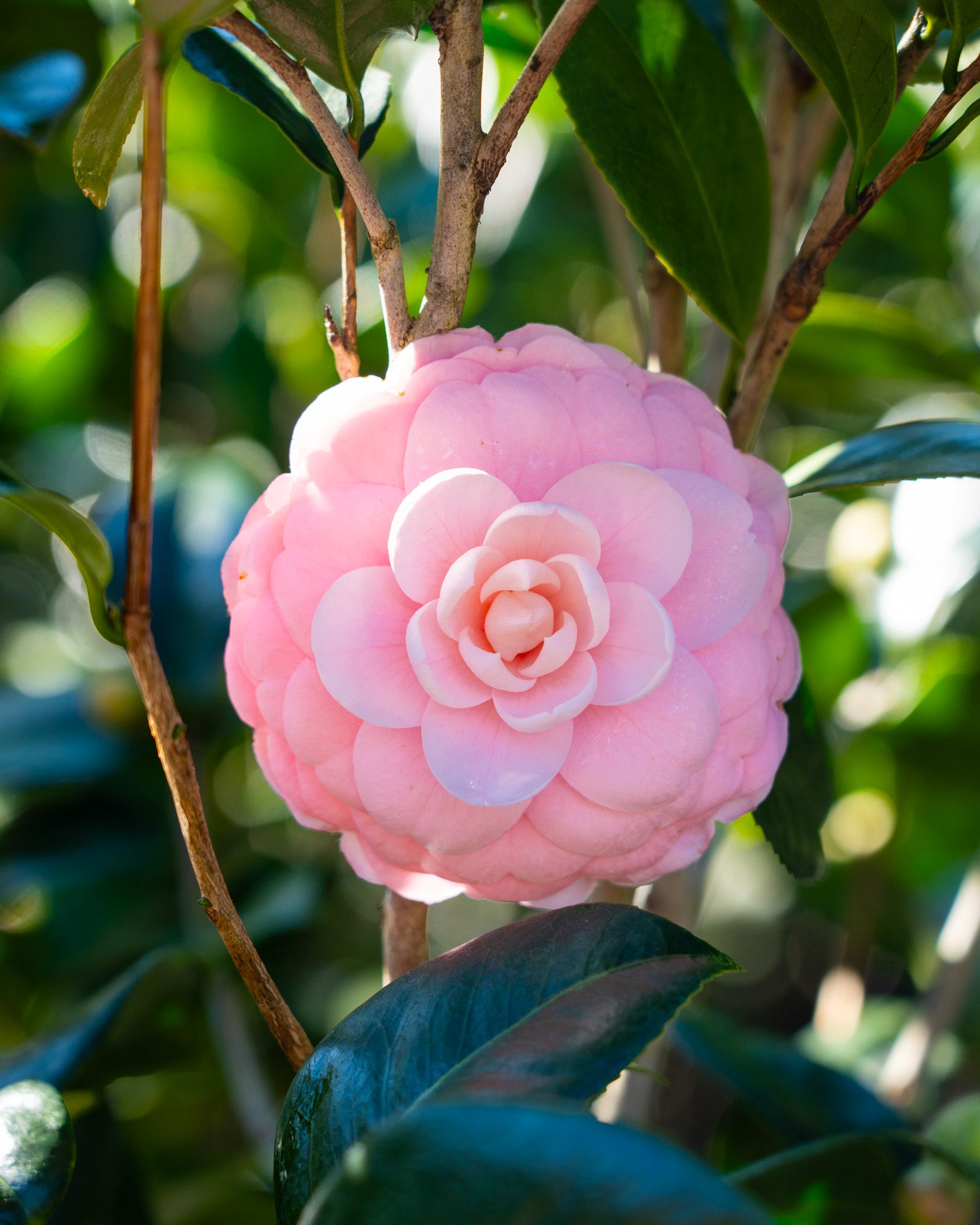 Pink Perfection Grow Guide. A Grow Guide for Pink Perfection Camellias