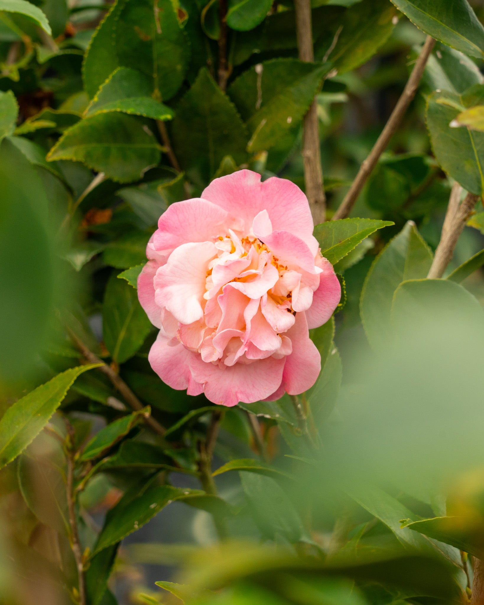 High Fragrance Camellia for sale. A High Fragrance Camellia grow guide. Camellia grow guide image.