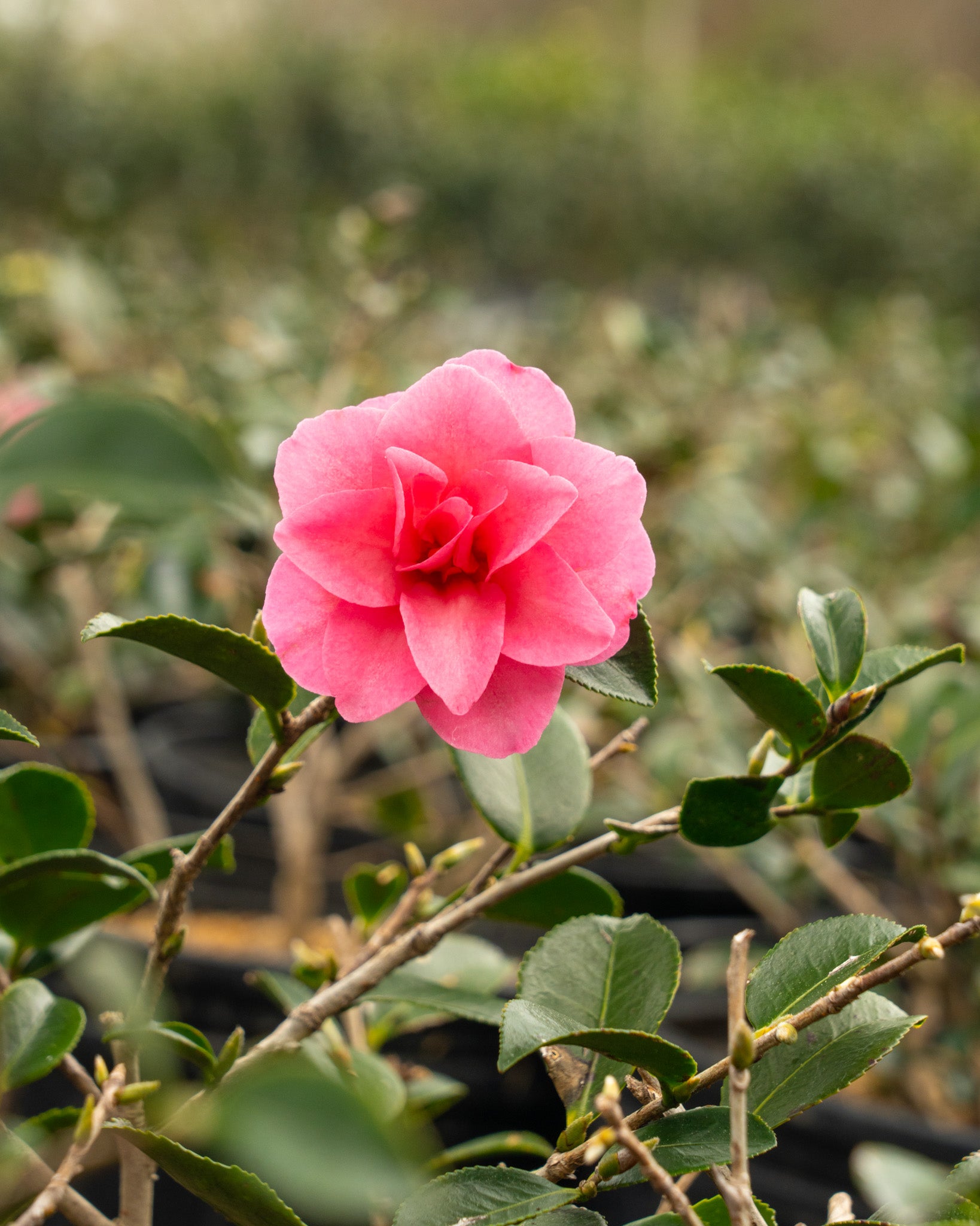 Kanjiro Camellia for sale. A Kanjiro Camellia grow guide. Camellia grow guide image.